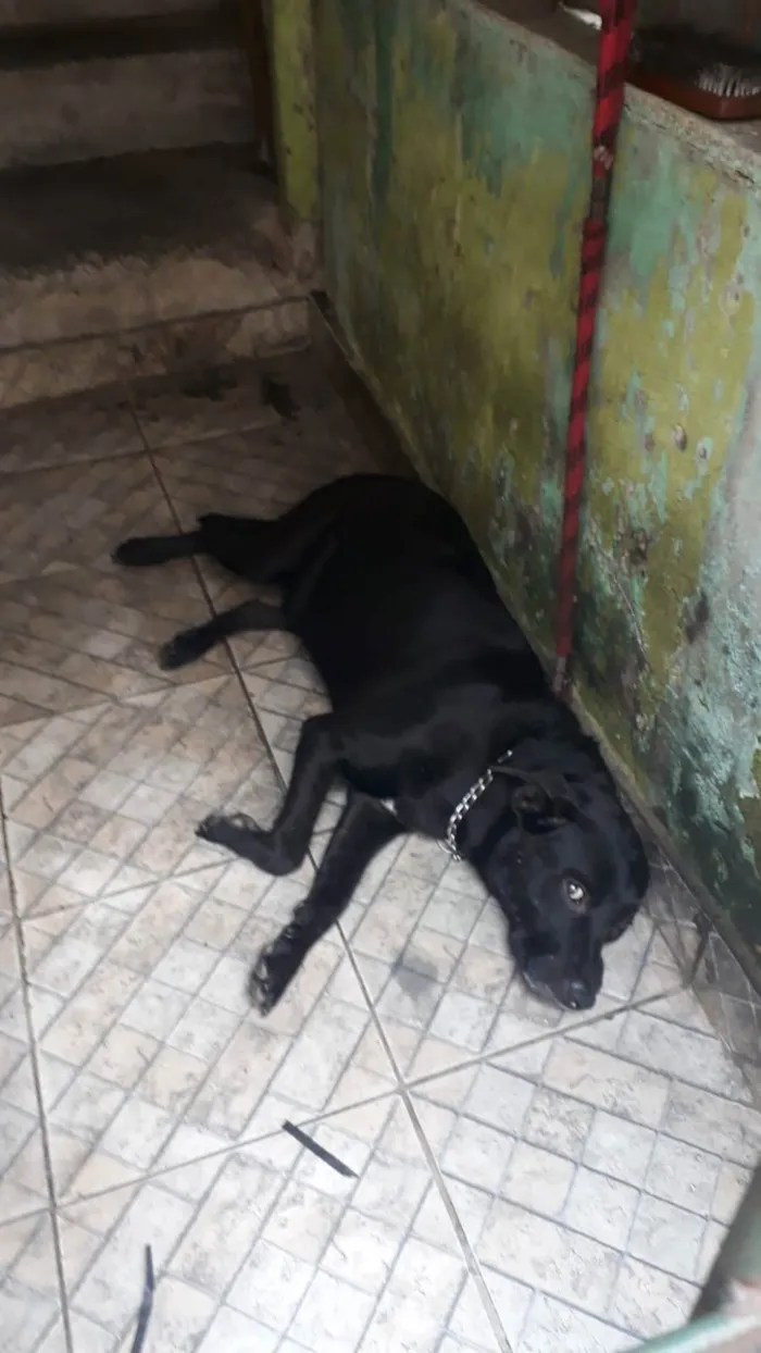 Cachorro ra a Labrador  idade 2 anos nome Apolo 