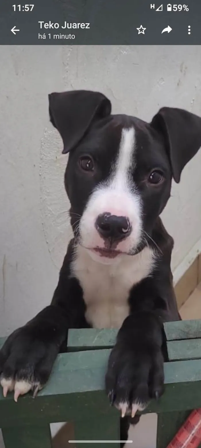 Cachorro ra a Pit-Bull idade 7 a 11 meses nome Bruce