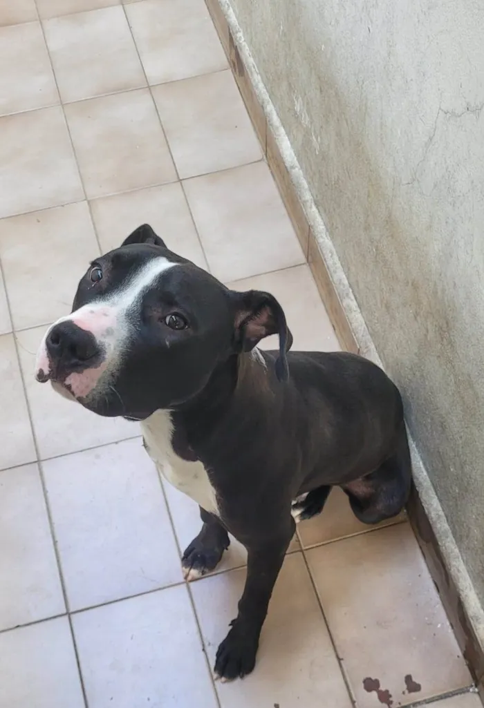 Cachorro ra a Pit-Bull idade 7 a 11 meses nome Bruce