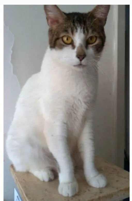 Gato ra a srd idade 2 anos nome MADONA
