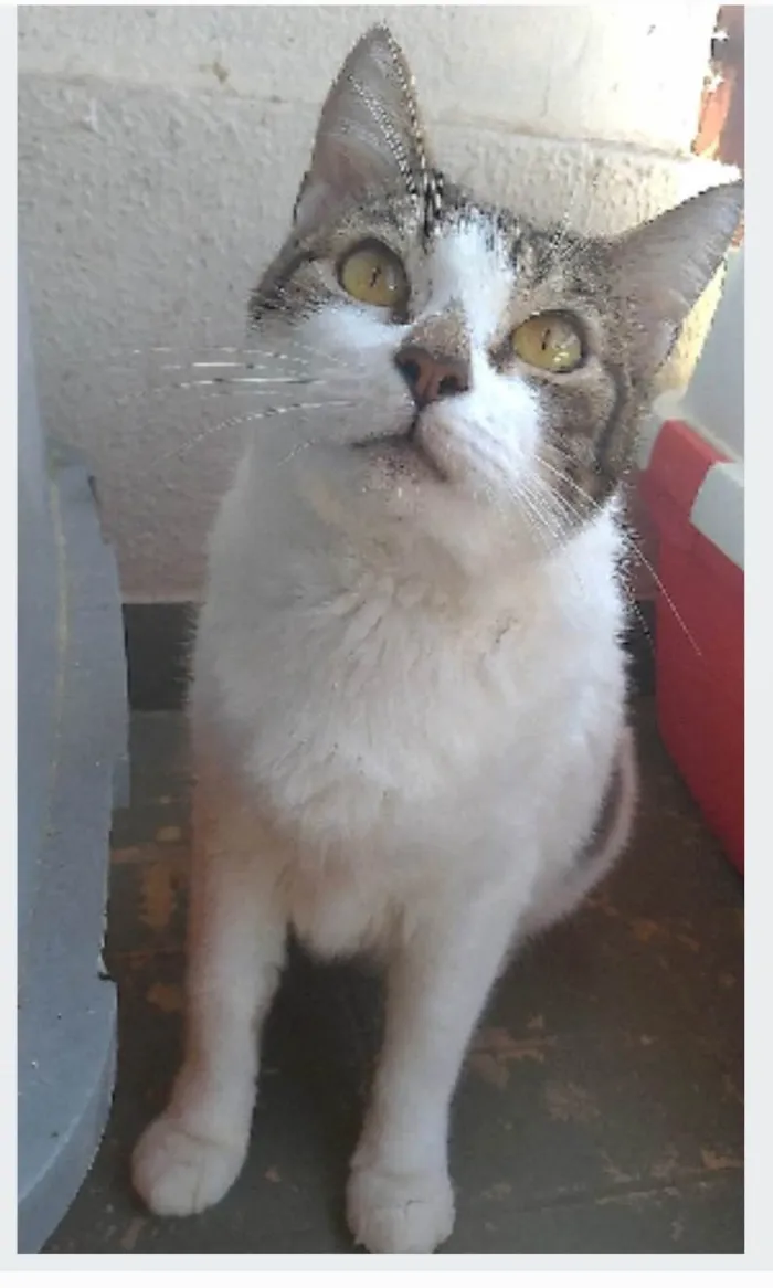 Gato ra a srd idade 2 anos nome MADONA