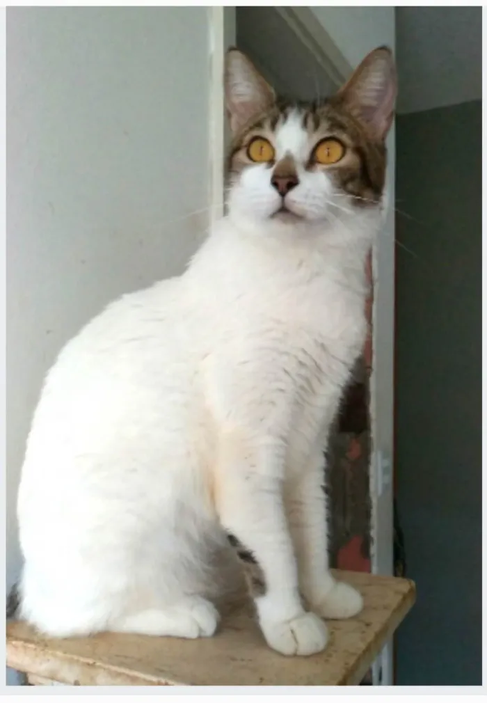 Gato ra a srd idade 2 anos nome MADONA