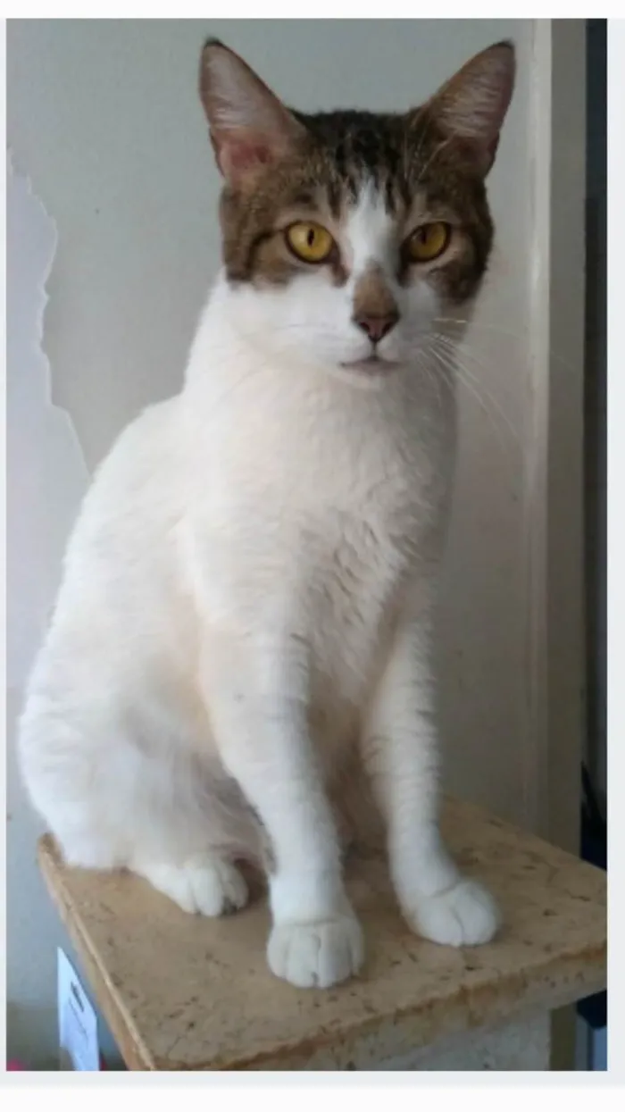 Gato ra a srd idade 2 anos nome MADONA