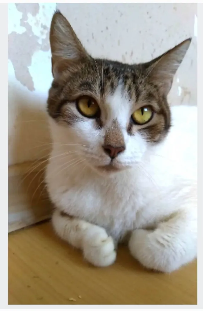 Gato ra a srd idade 2 anos nome MADONA