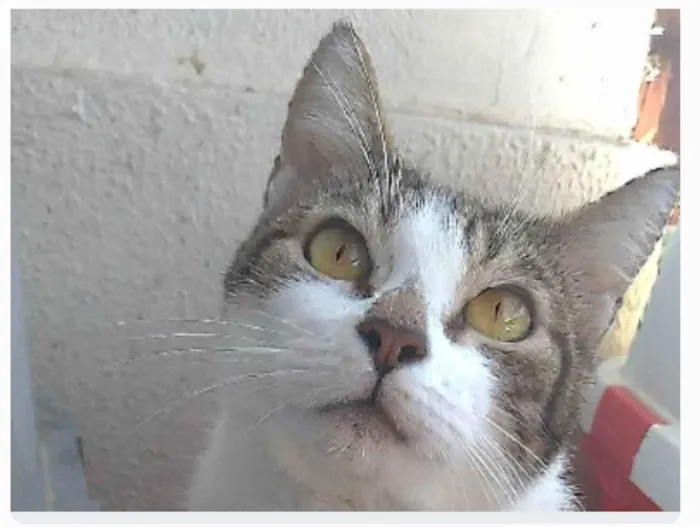 Gato ra a srd idade 2 anos nome MADONA