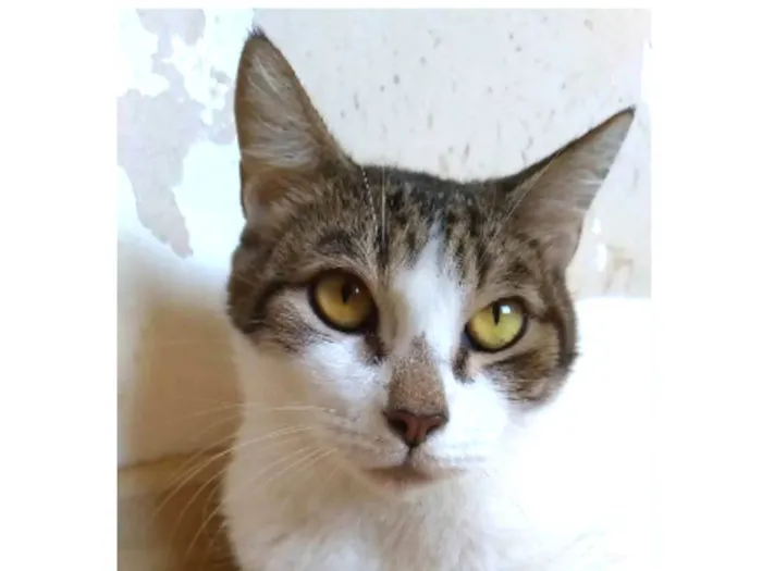 Gato ra a srd idade 2 anos nome MADONA