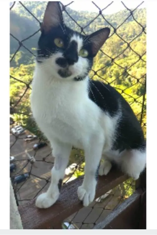 Gato ra a srd frajolinha idade 1 ano nome CELINNA
