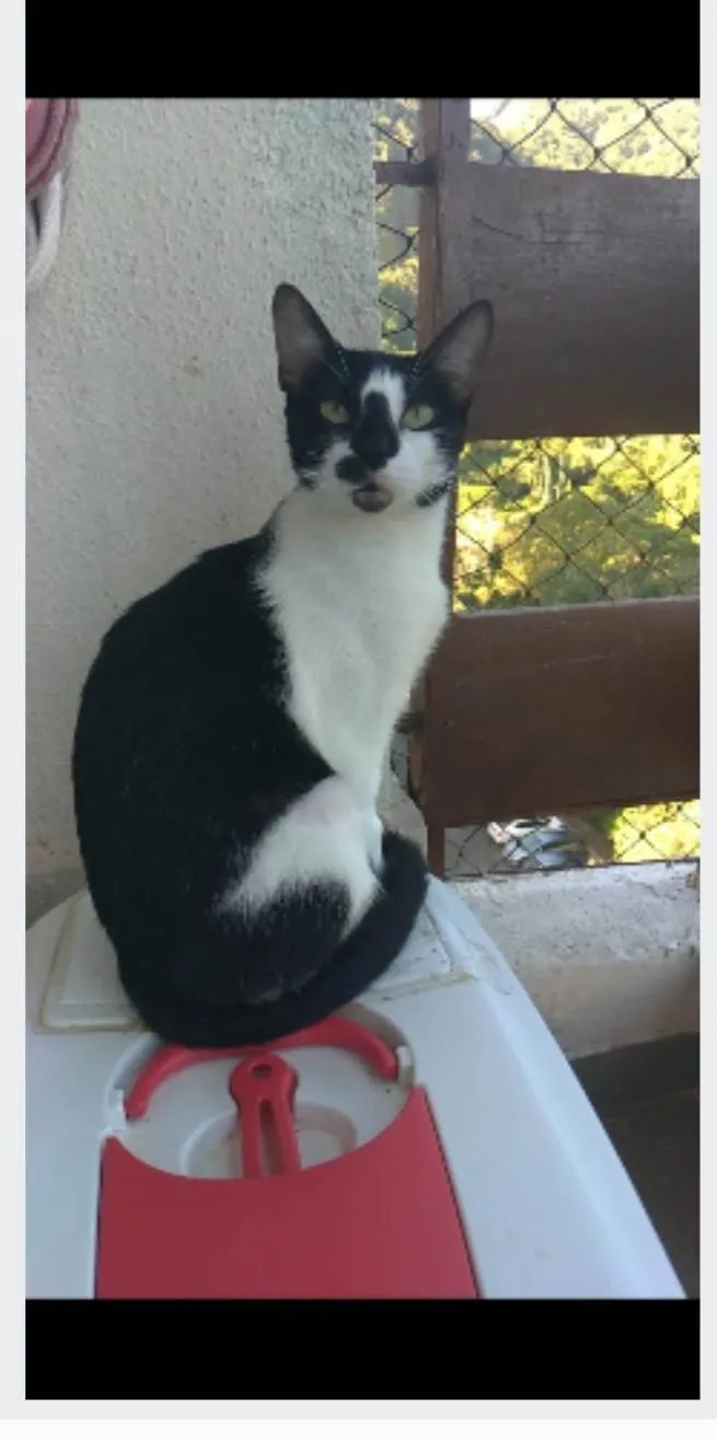 Gato ra a srd frajolinha idade 1 ano nome CELINNA