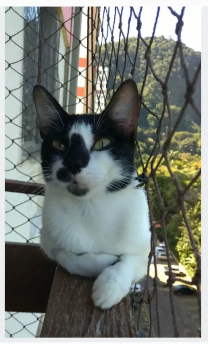 Gato ra a srd frajolinha idade 1 ano nome CELINNA
