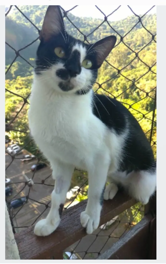 Gato ra a srd frajolinha idade 1 ano nome CELINNA