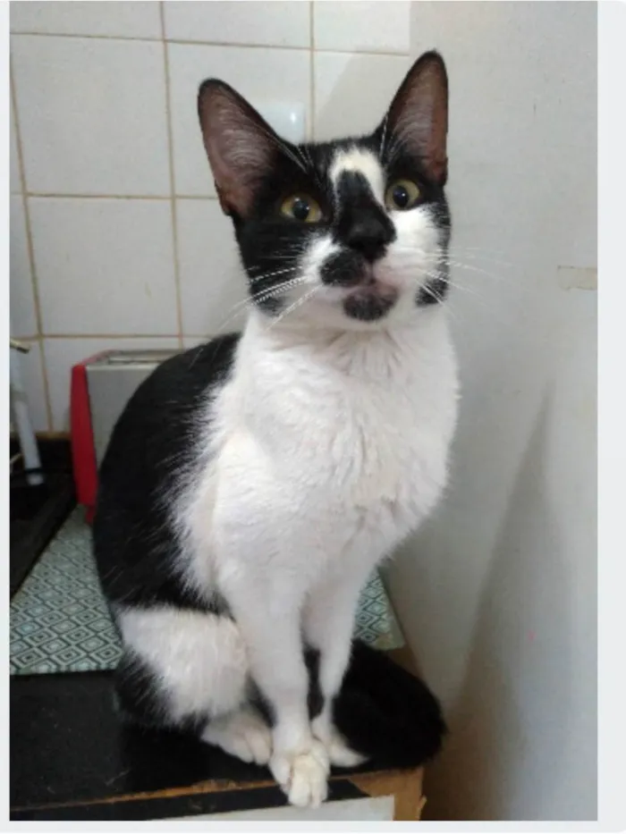 Gato ra a srd frajolinha idade 1 ano nome CELINNA