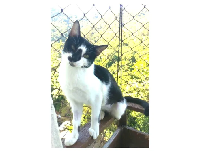 Gato ra a srd frajolinha idade 1 ano nome CELINNA
