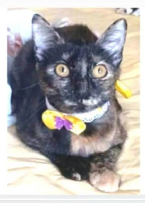 Gato ra a srd escaminha rosét  idade 7 a 11 meses nome CACAU