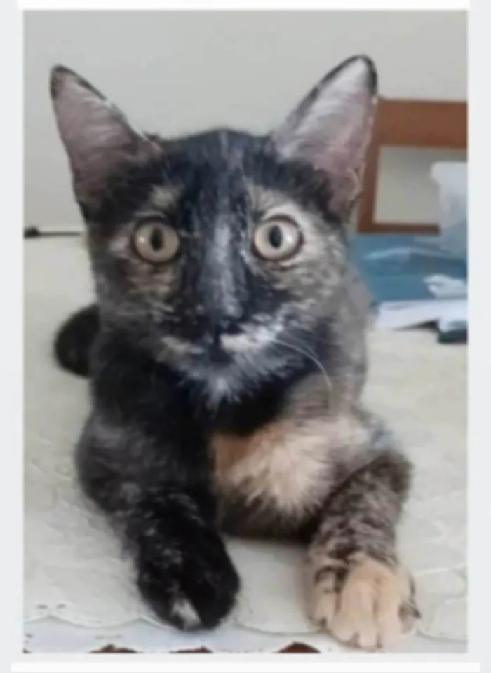 Gato ra a srd escaminha rosét  idade 7 a 11 meses nome CACAU