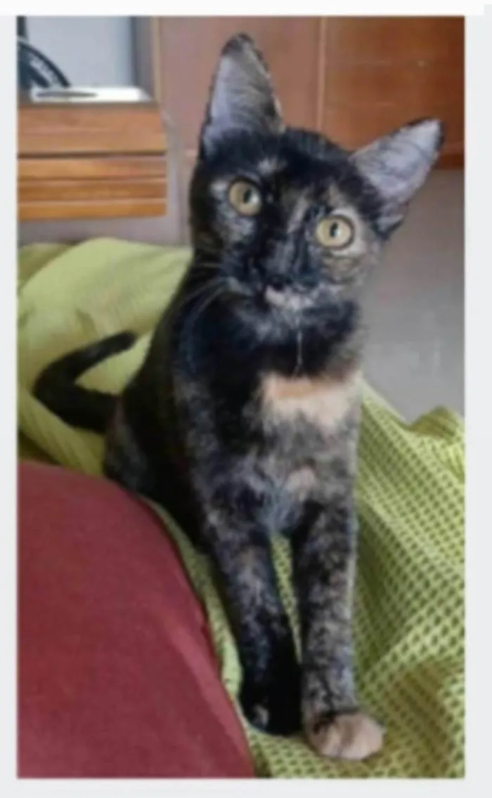 Gato ra a srd escaminha rosét  idade 7 a 11 meses nome CACAU