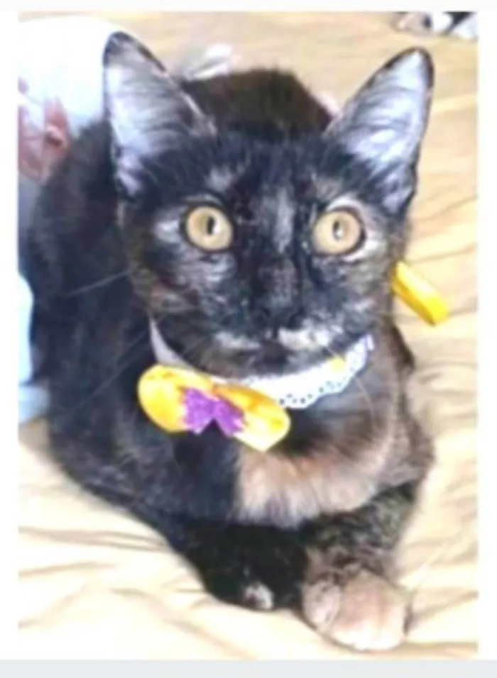 Gato ra a srd escaminha rosét  idade 7 a 11 meses nome CACAU