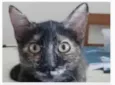 CACAU
