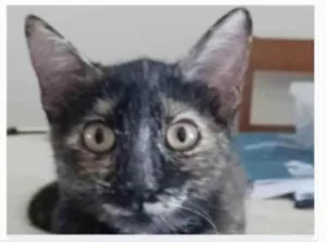Gato raça srd escaminha rosét  idade 7 a 11 meses nome CACAU