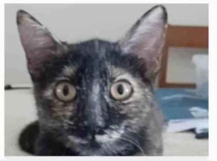 Gato ra a srd escaminha rosét  idade 7 a 11 meses nome CACAU