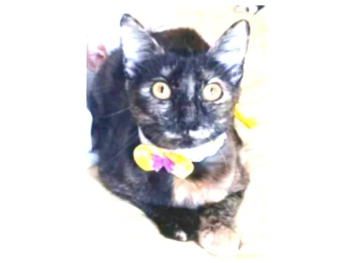 Gato ra a srd escaminha rosét  idade 7 a 11 meses nome CACAU