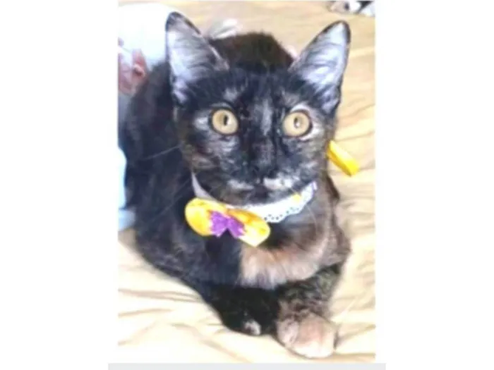 Gato ra a srd escaminha rosét  idade 7 a 11 meses nome CACAU