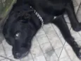 Apolo 