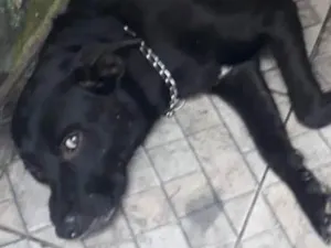 Cachorro raça Labrador  idade 2 anos nome Apolo 