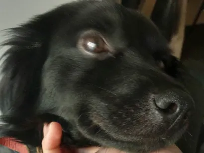 Cachorro raça SRD-ViraLata idade 1 ano nome Caramelo 