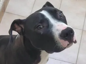 Cachorro raça Pit-Bull idade 7 a 11 meses nome Bruce