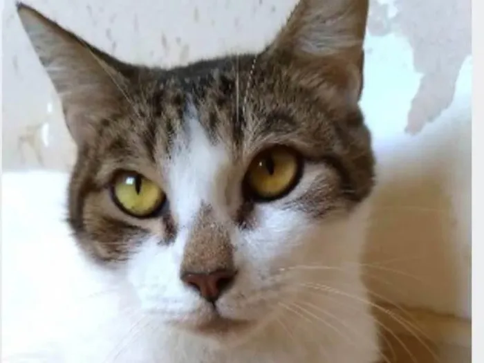 Gato ra a srd idade 2 anos nome MADONA