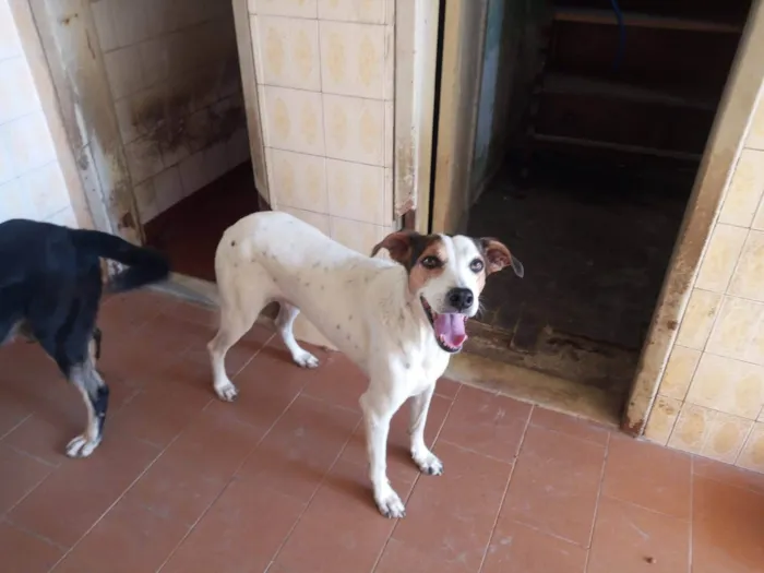 Cachorro ra a SRD-ViraLata idade 4 anos nome Branquinha