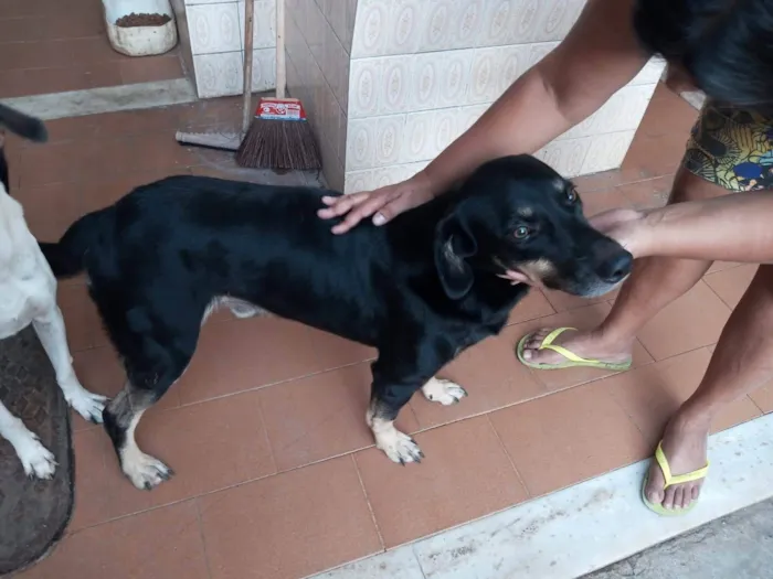 Cachorro ra a SRD-ViraLata idade 4 anos nome Negao
