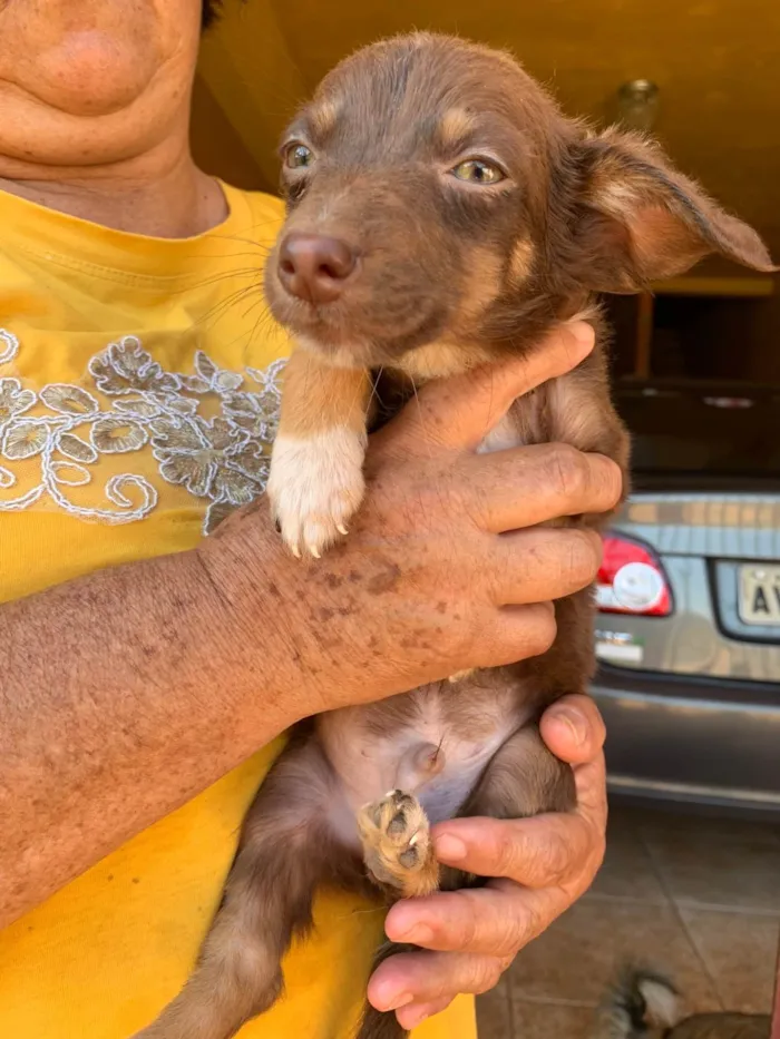 Cachorro ra a SRD-ViraLata idade Abaixo de 2 meses nome Sem nome