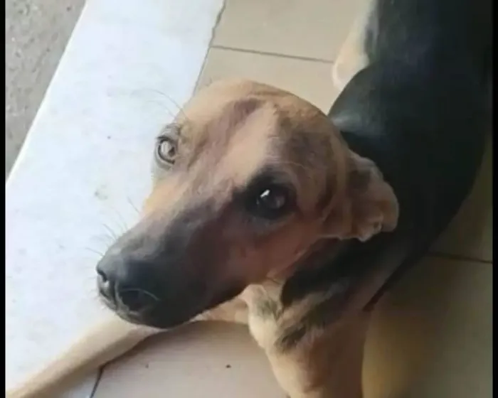 Cachorro ra a SRD-ViraLata idade 2 anos nome Bart