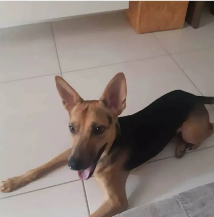 Cachorro ra a SRD-ViraLata idade 2 anos nome Bart