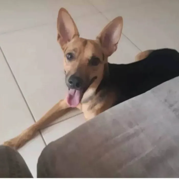 Cachorro ra a SRD-ViraLata idade 2 anos nome Bart