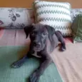 Tigresa