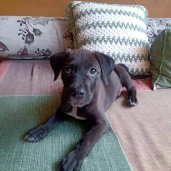 Cachorro ra a SRD-ViraLata idade 2 a 6 meses nome Tigresa