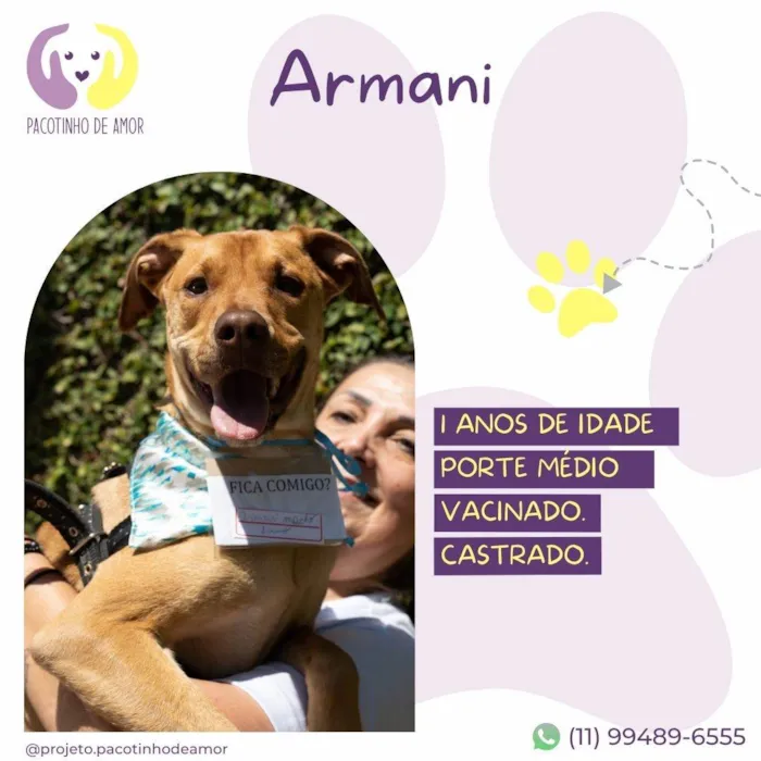 Cachorro ra a SRD-ViraLata idade 1 ano nome Armani