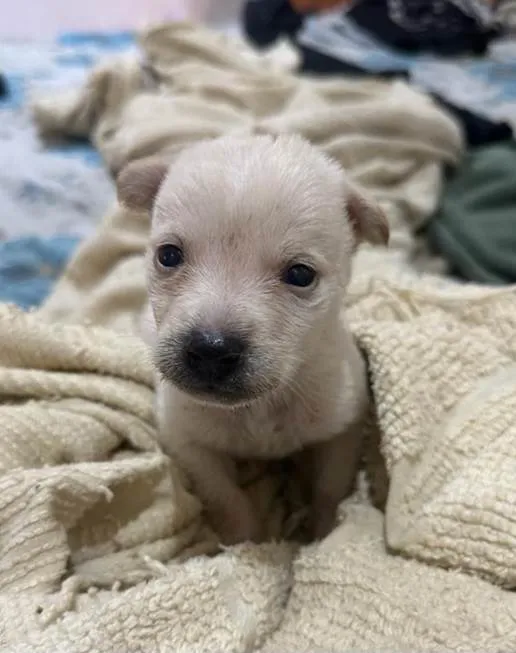 Cachorro ra a SRD-ViraLata idade Abaixo de 2 meses nome Filhotinha de 40 dias 