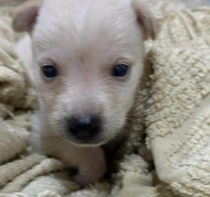 Cachorro ra a SRD-ViraLata idade Abaixo de 2 meses nome Filhotinha de 40 dias 