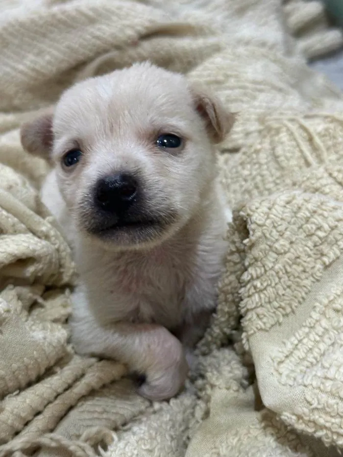 Cachorro ra a SRD-ViraLata idade Abaixo de 2 meses nome Filhotinha de 40 dias 