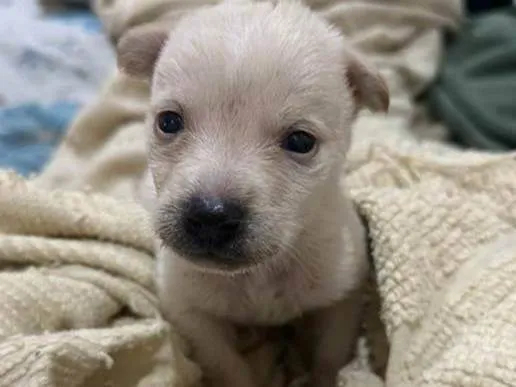 Cachorro ra a SRD-ViraLata idade Abaixo de 2 meses nome Filhotinha de 40 dias 