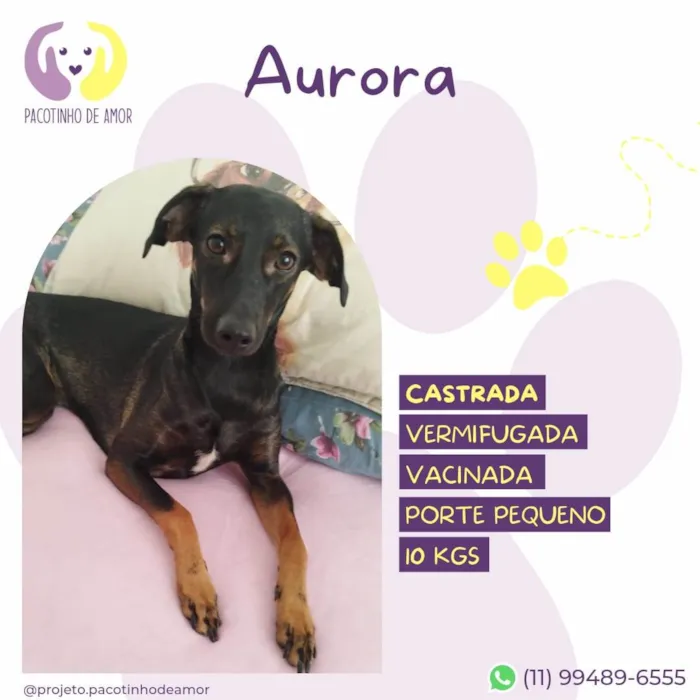 Cachorro ra a SRD-ViraLata idade 1 ano nome Aurora
