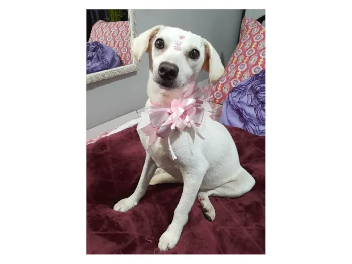 Cachorro ra a SRD-ViraLata idade 6 ou mais anos nome Duda