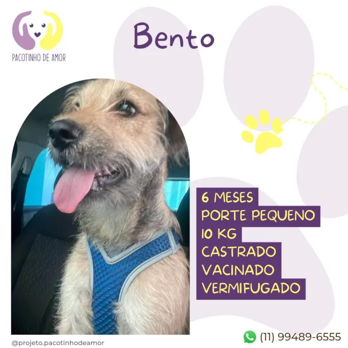 Cachorro ra a SRD-ViraLata idade 7 a 11 meses nome Bento
