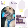 Bento