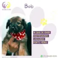 Bob