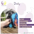 Dolly