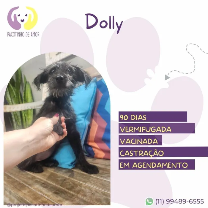 Cachorro ra a SRD-ViraLata idade 2 a 6 meses nome Dolly